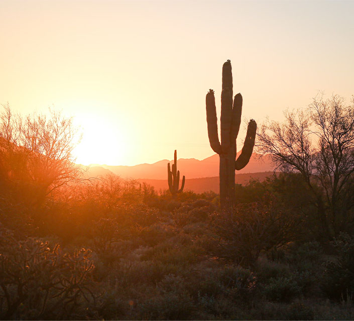 desert at sunrise