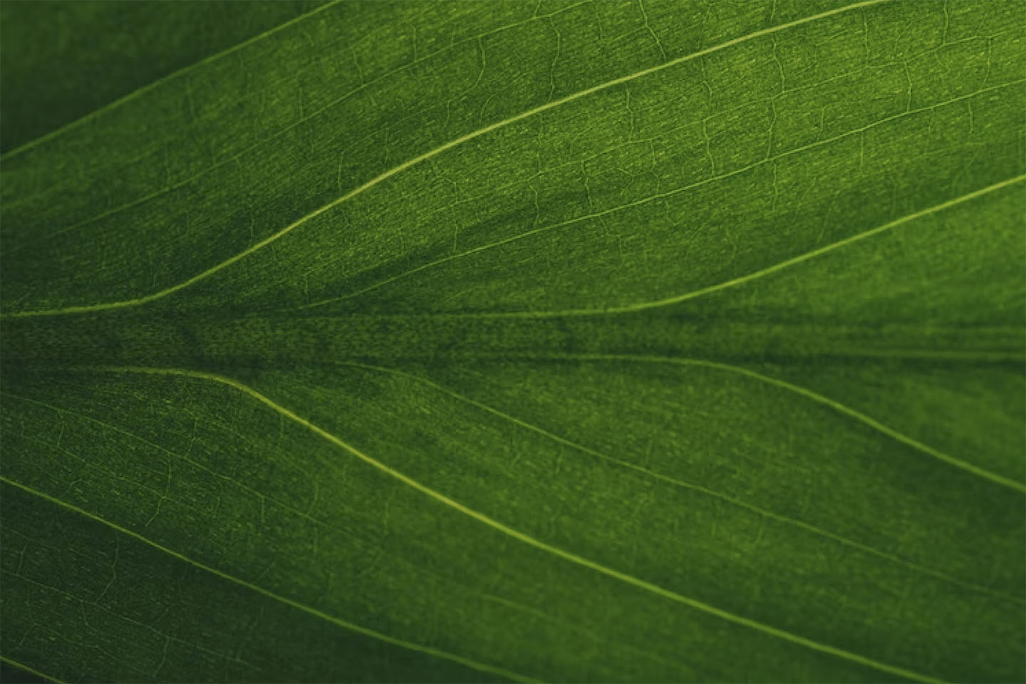 A close-up of a green leaf