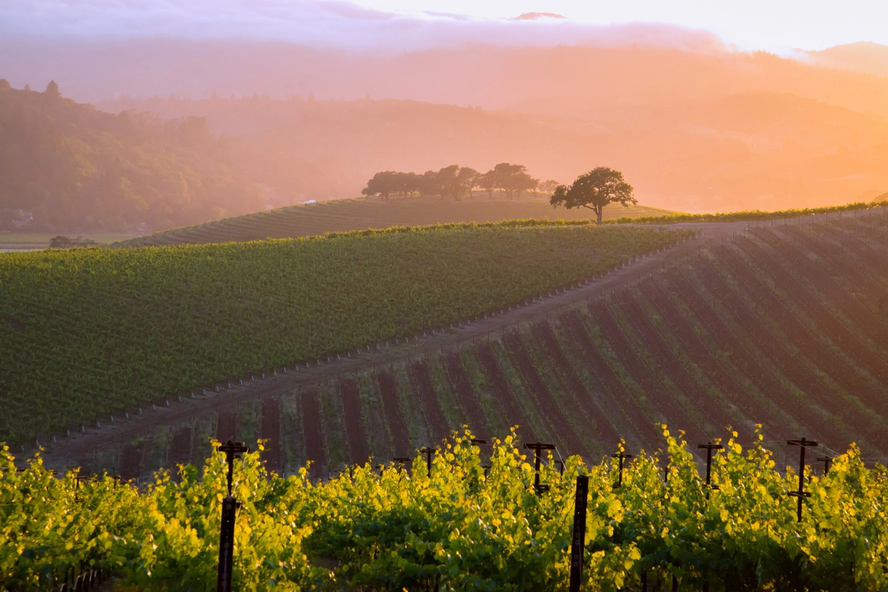 Vineyard at sunset with rows of grapevines, a backlit lone tree stands amid the vines, and hills shrouded in a warm glow from the setting sun.